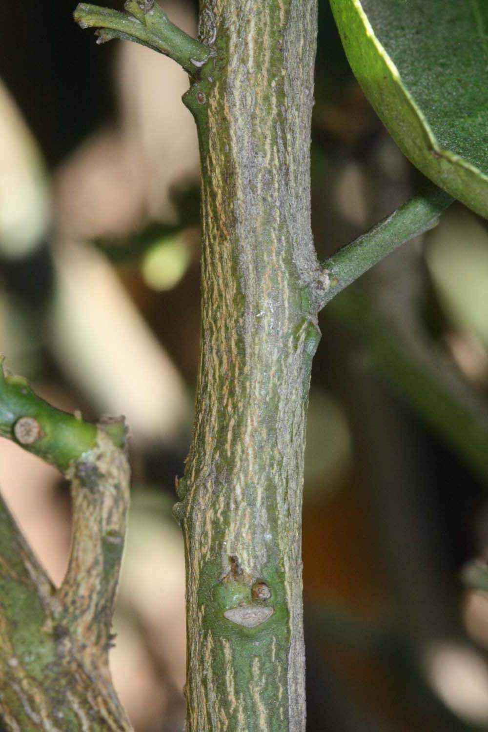              Second - third year twig (Riverside, CA)       